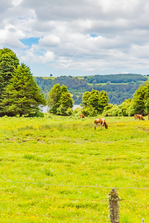 Cows on green meadowの写真素材