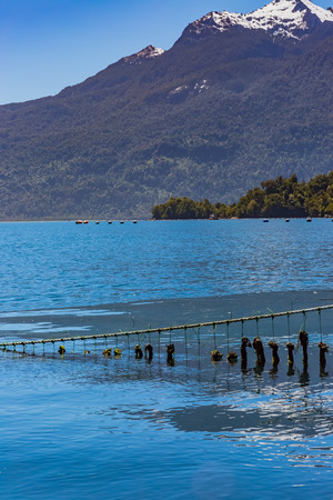 Mussel aquaculture in seaの写真素材