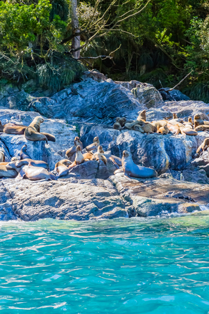 South American Sea Lionの写真素材