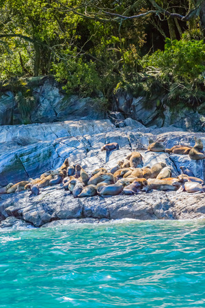 South American Sea Lionの写真素材