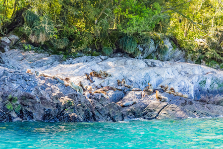 South American Sea Lionの写真素材