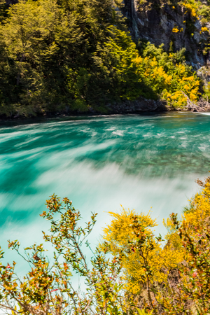 Calafate yellow flower beside a riverの写真素材