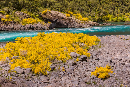 Calafate yellow flowerの写真素材