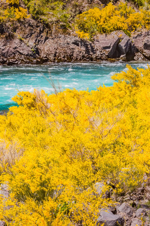 Calafate yellow flowerの写真素材