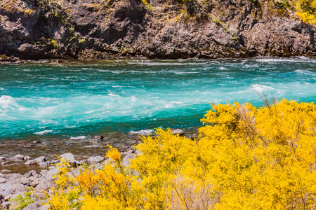 Calafate yellow flowerの写真素材
