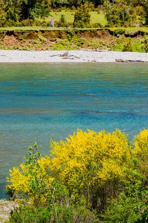 Calafate yellow flowerの写真素材