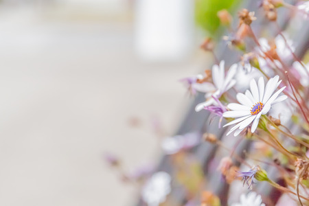 White marguerite in gardenの写真素材