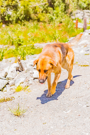 Dog walking in parkの写真素材