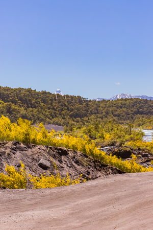 Calafate yellow flowerの写真素材
