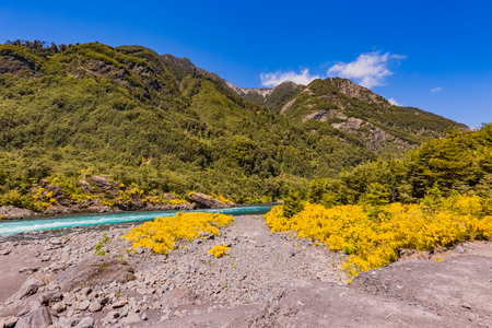 Calafate yellow flowerの写真素材