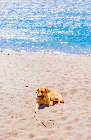 Dog lain in sandy beachの写真素材