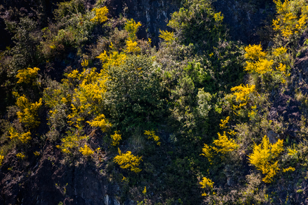 Calafate yellow flowerの写真素材