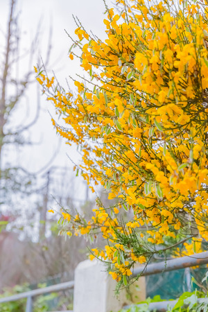 Calafate yellow flowerの写真素材