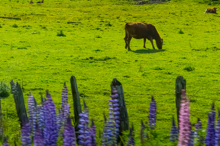View of Patagonia, Chileの写真素材