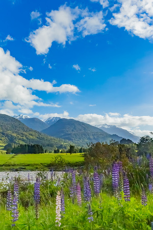 Mountain and lupin flowerの写真素材