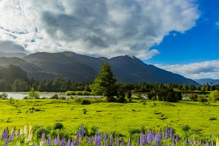 Mountain and lupin flowerの写真素材