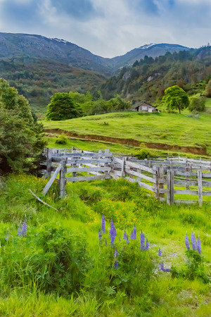 Mountain and lupin flowerの写真素材