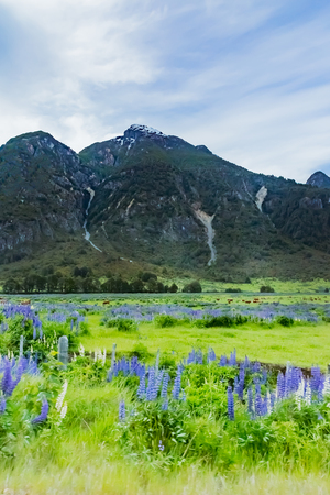 Mountain and lupin flowerの写真素材