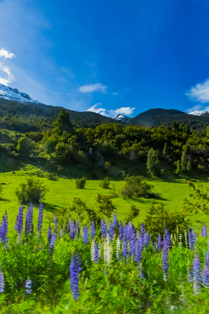 Mountain and lupin flowerの写真素材