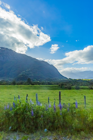 Mountain and lupin flowerの写真素材