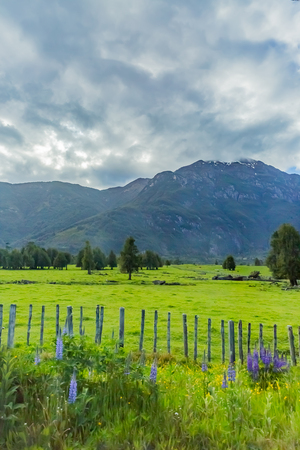 Mountain and lupin flowerの写真素材