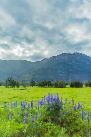 Mountain and lupin flowerの写真素材