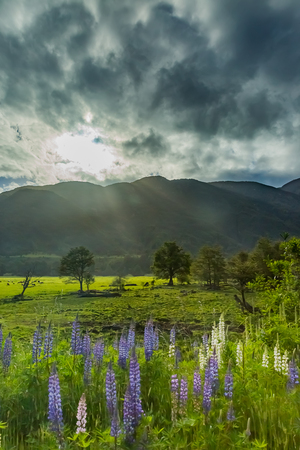 Mountain and lupin flowerの写真素材