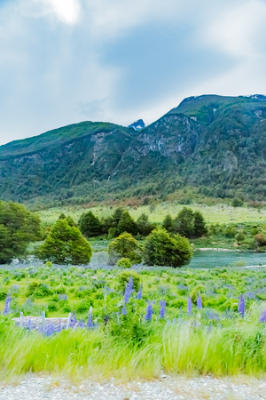 Mountain and lupin flowerの写真素材