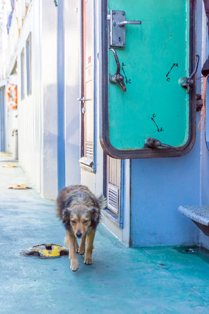 Dog walking on shipの写真素材