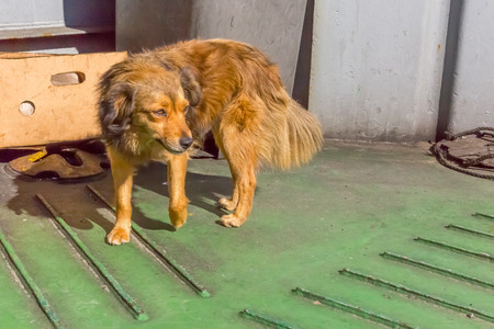 Dog walking on shipの写真素材