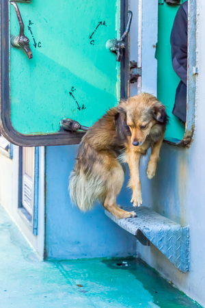 Dog walking on shipの写真素材