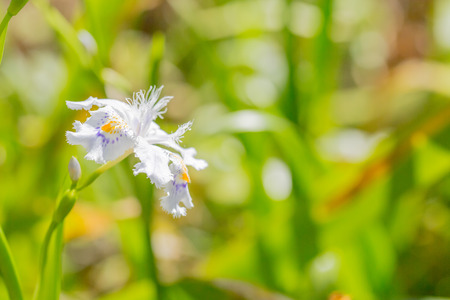 Iris japonica in gardenの写真素材