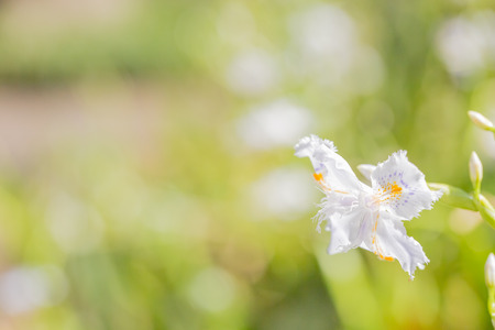 Iris japonica in gardenの写真素材