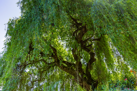 Weeping willow tree in Chileの写真素材