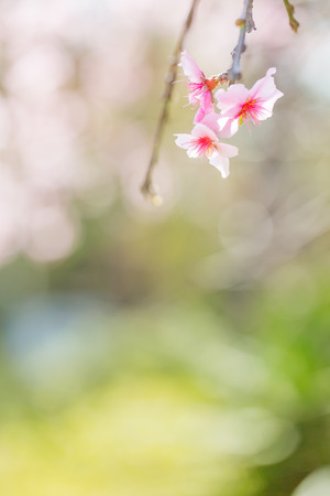 Cherry blossom in Japanの写真素材
