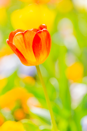 Yellow tulip in gardenの写真素材