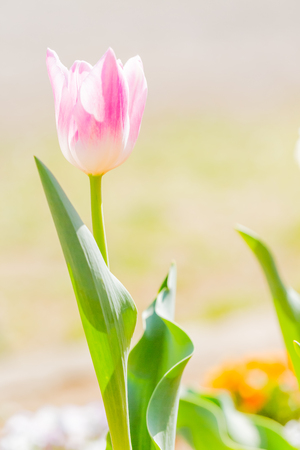 Pink tulip in gardenの写真素材