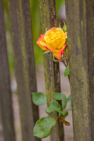 Yellow rose in gardenの写真素材