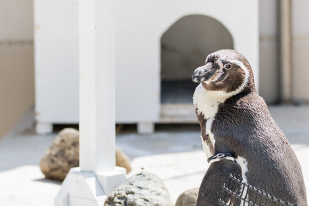 African penguin in zooの写真素材