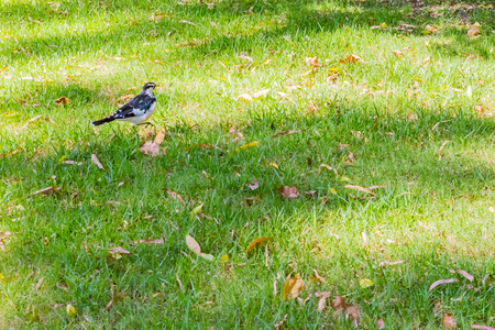 Magpie-Lark in grass, Australiaの写真素材