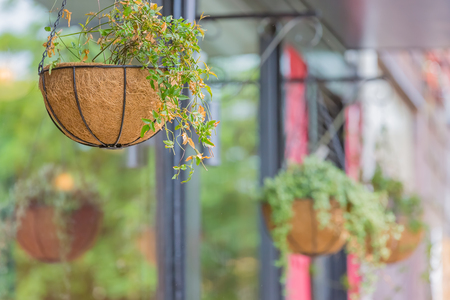 Hunging planter in front of shopの写真素材