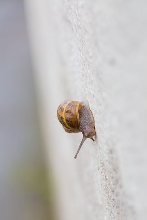 Garden snail on wallの写真素材