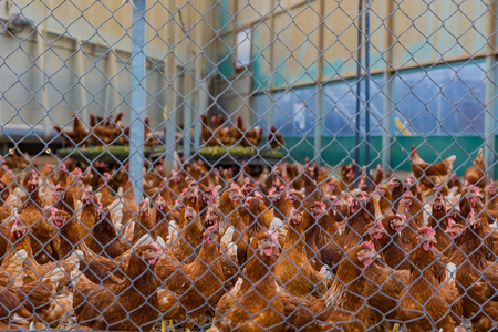 free range chicken on poultry farmの写真素材
