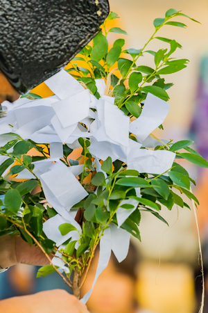 plants called Saakaki in Shitoism, japanの写真素材