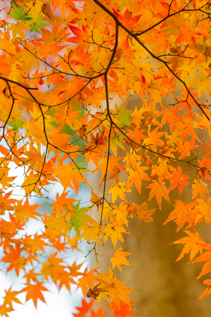 japanese maple tree in autumnの写真素材