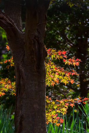 japanese maple tree in autumnの写真素材