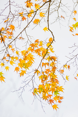 japanese maple tree in autumnの写真素材