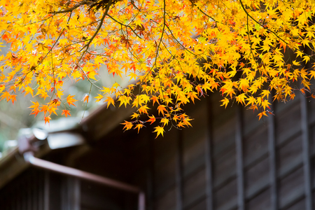 japanese maple tree in autumnの写真素材