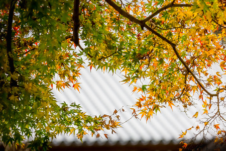 japanese maple tree in autumnの写真素材