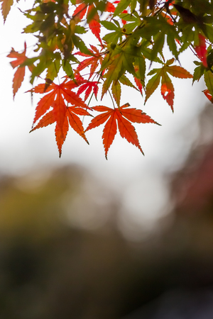 japanese maple tree in autumnの写真素材